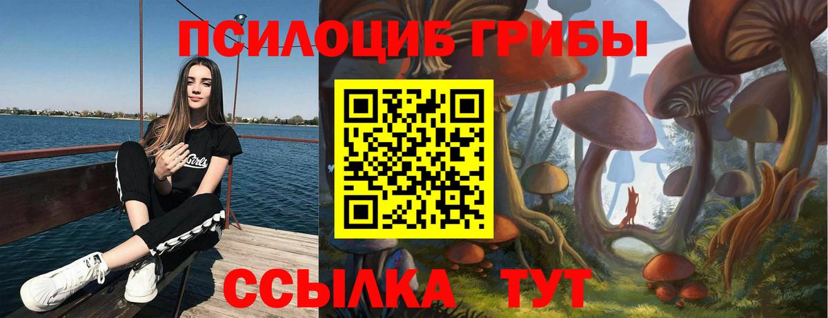 Галлюциногенные грибы Psilocybe Сосновый Бор
